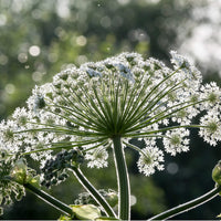 Angelica Root Herb