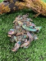 Paua Shell