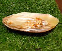 River Shell with Pearl